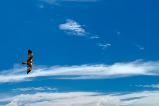 A kite eagle osprey on the deep blue sky background photo