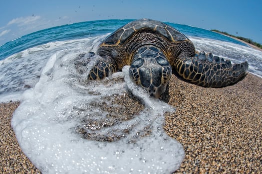 Green Turtle on sandy beach photo