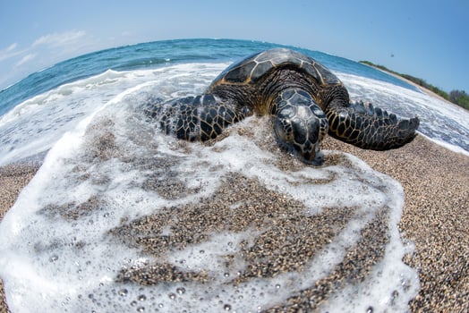 Green Turtle at Kahaluu Beach Park photo
