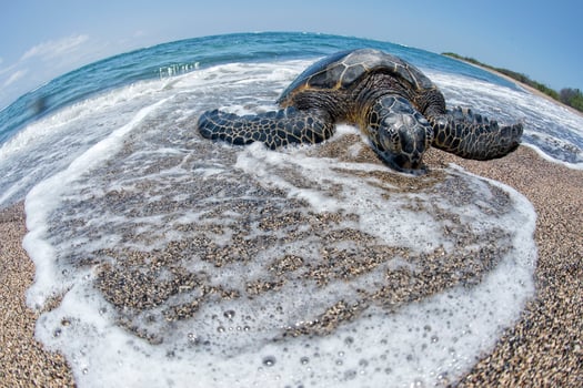 Green Turtle on sandy beach in Hawaii photo