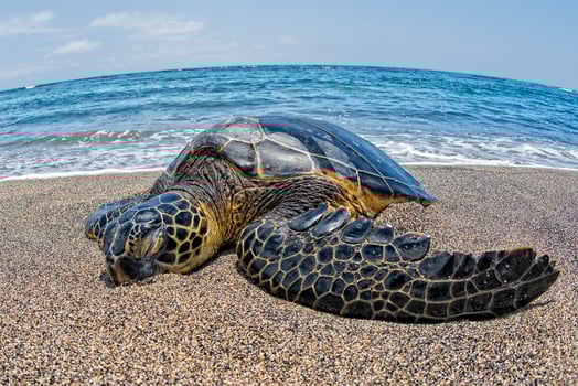 Green Turtle swimming near the shore in Hawaii photo