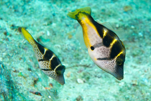 A colorful fish portrait in Cebu Philippines photo