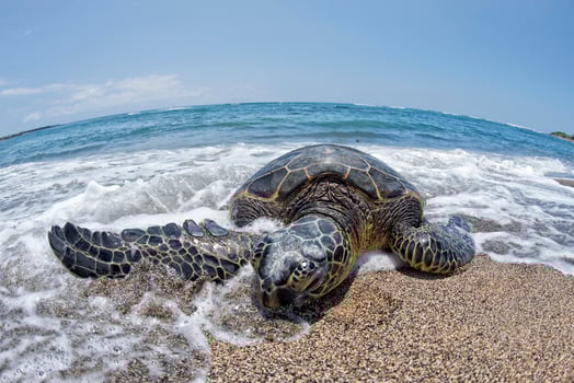 Green Turtle on sandy beach in Hawaii photo