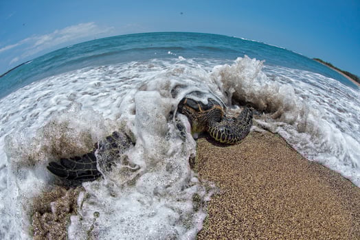 Green Turtle swimming near the shore in Hawaii photo