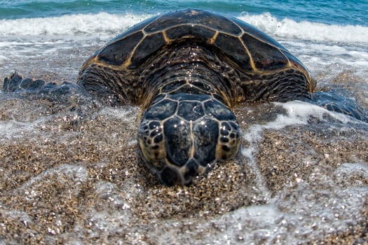 Green Turtle on sandy beach in Hawaii photo
