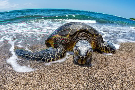 Green Turtle arriving at shore in Hawaii photo