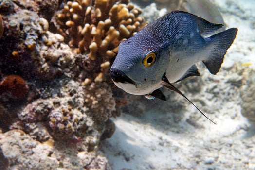 A fish looking at you in Kapalai Malayisa photo
