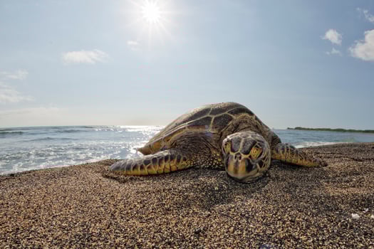 Green Turtle on sandy beach in Hawaii photo