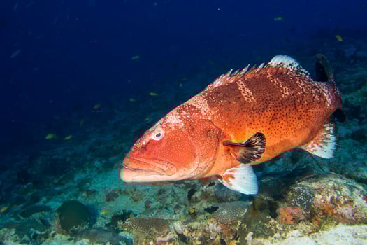 colorful grouper isolated on ocean photo