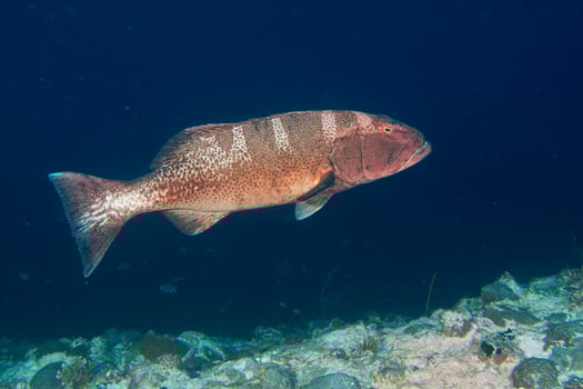 colorful grouper isolated on ocean photo