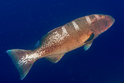 colorful grouper isolated on ocean photo