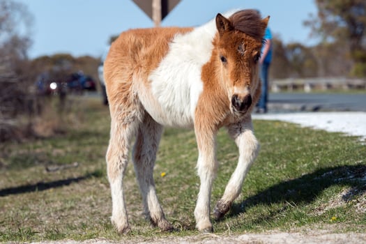 Assateague horse baby young puppy wild pony photo