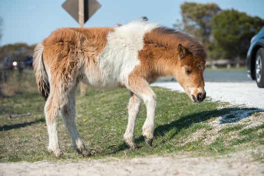 Assateague horse baby young puppy wild pony photo