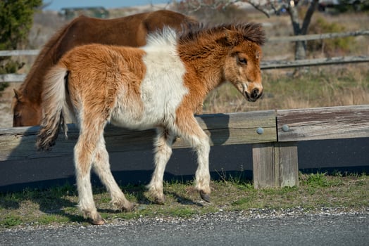 Assateague horse baby young puppy wild pony photo