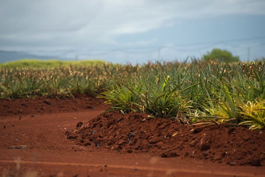 pineapple plantation in hawaii photo