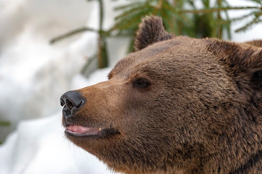 brown bear on the snow background photo