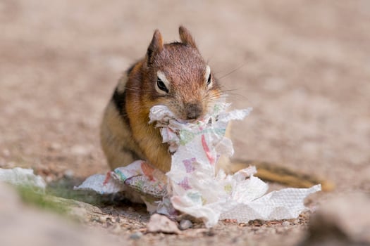 Ground squirrel portrait while eating paper photo