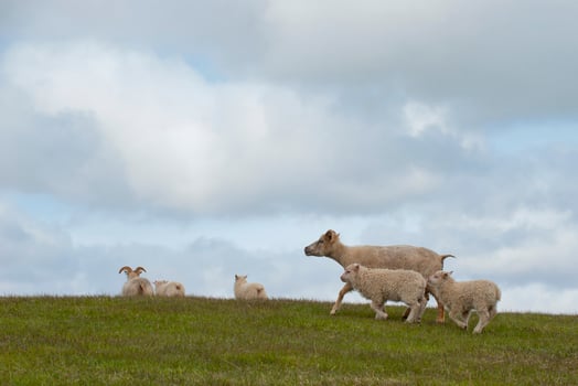 A sheep from iceland with its calf while running photo