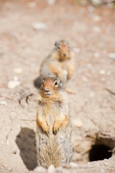 Ground squirrel portrait photo