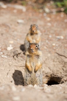 Ground squirrel portrait photo