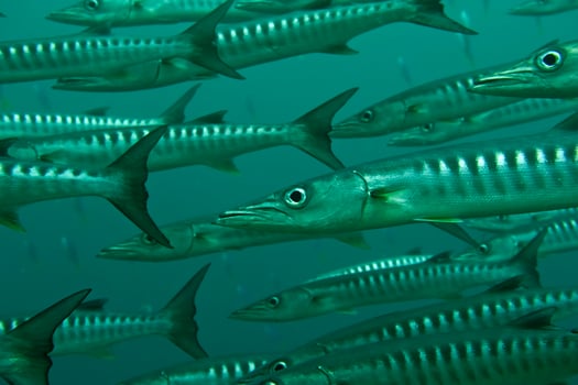 Inside a school of barracuda in Sipadan, Borneo, Malaysia photo