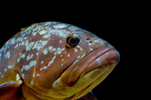 colorful grouper isolated on black photo