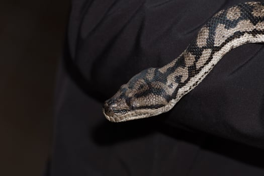 Python snake portrait hanging from man photo