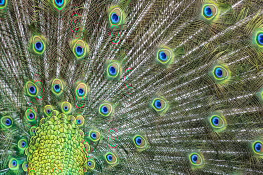 peacock bird wonderful feather open wheel portrait photo