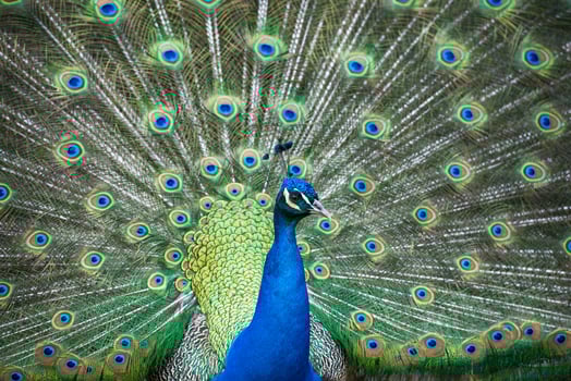 peacock bird wonderful feather open wheel portrait photo