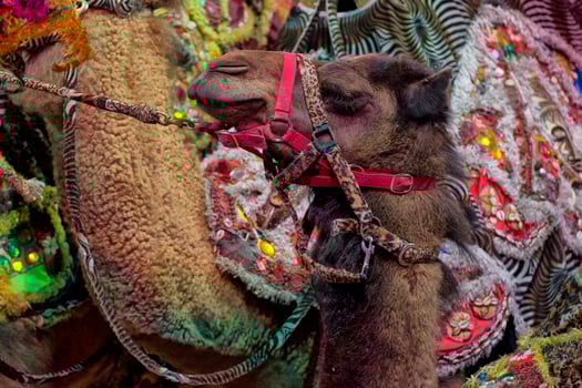 circus camel detail photo