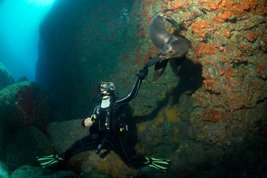 Young puppy californian sea lion touching a scuba diver photo