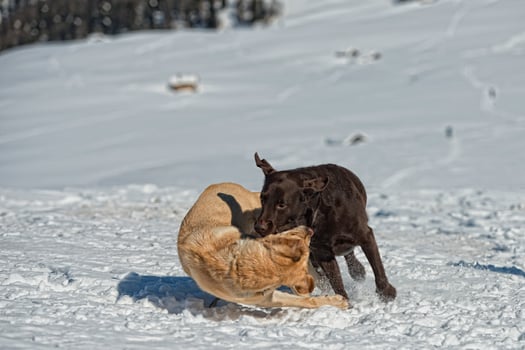 dogs while playing on the snow photo