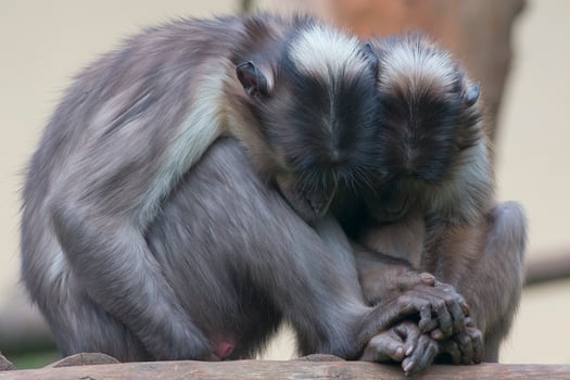 Two monkeys while holding their hands photo