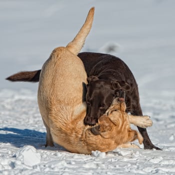 dogs while playing on the snow photo