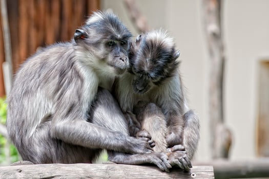Two monkeys while holding hands photo