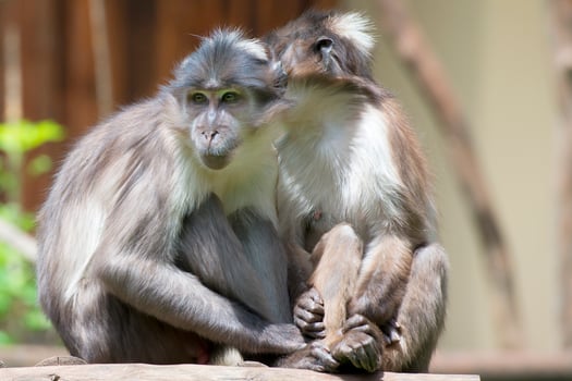 Two Monkeys while holding hands photo