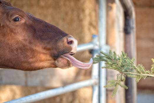 Cow portrait while licking pine tree branch photo