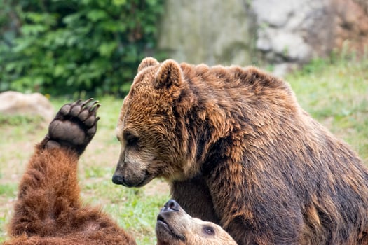 Two brown grizzly bears while fighting photo