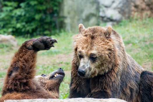 Two brown grizzly bears while fighting photo