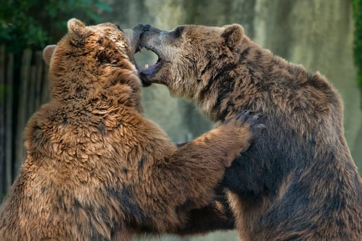 Two brown grizzly bears while fighting photo