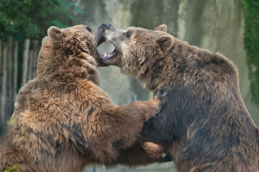 Two Black grizzly bears photo