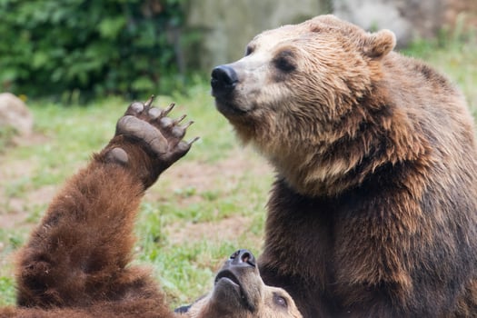 Two Black grizzly bears while fighting photo