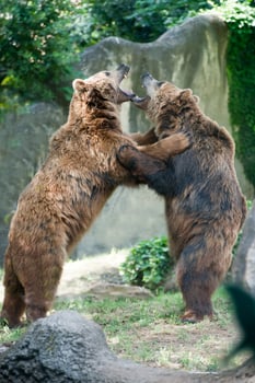 Two black grizzly bears while fighting photo