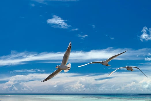 Seagull in the blue sky background tropical island paradise photo