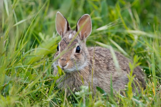 Isolated wild rabbit looking at you on grass background photo