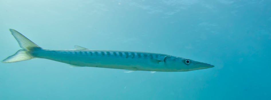Barracuda Fish underwater photo