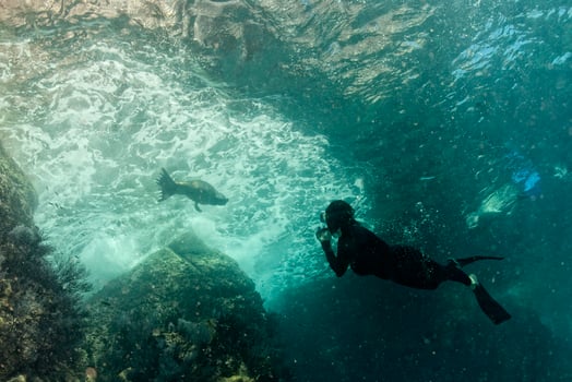 Puppy sea lion underwater looking at you photo