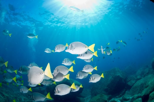 Inside a school of fish underwater photo