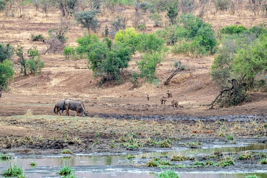 gnu at drinking pool in kruger park south africa photo