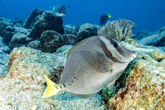 Rabbit Fish in cortez sea mexico photo
